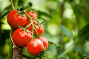 Tomaten-entzündungshemmende-lebensmittel