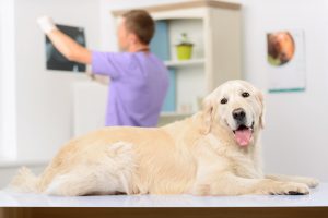 arthritis-hund-tierarzt