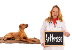 arthrose-bei-hunden