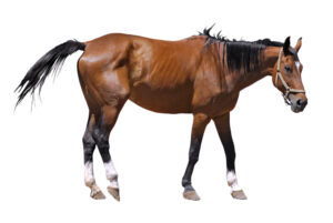 Arthrose bei Pferden: Entstehung, Ursache & Diagnose