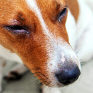 Curcumin reduziert Augenentzündungen bei Hunden