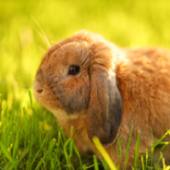 Klimaveränderungen führen zu mehr Sonnenbrand bei Kaninchen